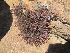 Crassula muricata