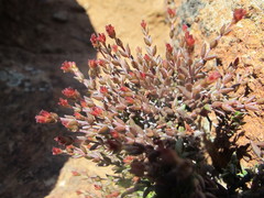 Crassula muricata