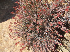 Crassula muricata