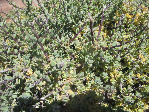 Othonna pteronioides
