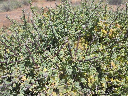 Othonna pteronioides