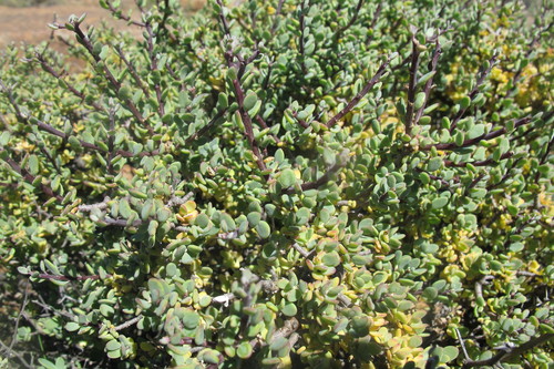 Othonna pteronioides