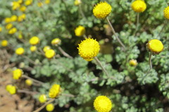 Pentziinae