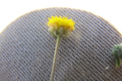 Pentziinae