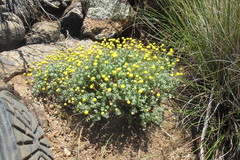 Pentziinae