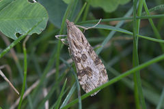 Nomophila noctuella