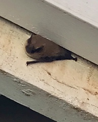 Myotis californicus