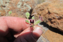 Pelargonium pilosellifolium