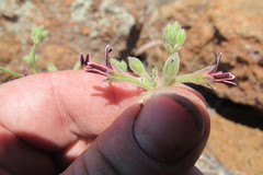 Pelargonium pilosellifolium