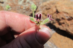 Pelargonium pilosellifolium