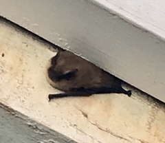 Myotis californicus