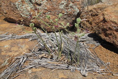 Pelargonium pilosellifolium