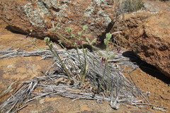 Pelargonium pilosellifolium