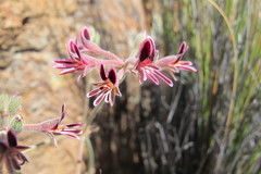 Pelargonium pilosellifolium