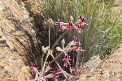 Pelargonium pilosellifolium