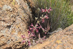 Pelargonium pilosellifolium