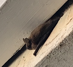 Myotis californicus