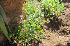 Pelargonium columbinum