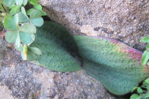 Image of Massonia bakeriana by (c) James Deacon, some rights reserved (CC BY-SA)