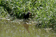 Jacana jacana hypomelaena