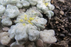 Galeomma oculus-cati