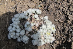 Galeomma oculus-cati