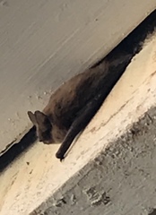 Myotis californicus
