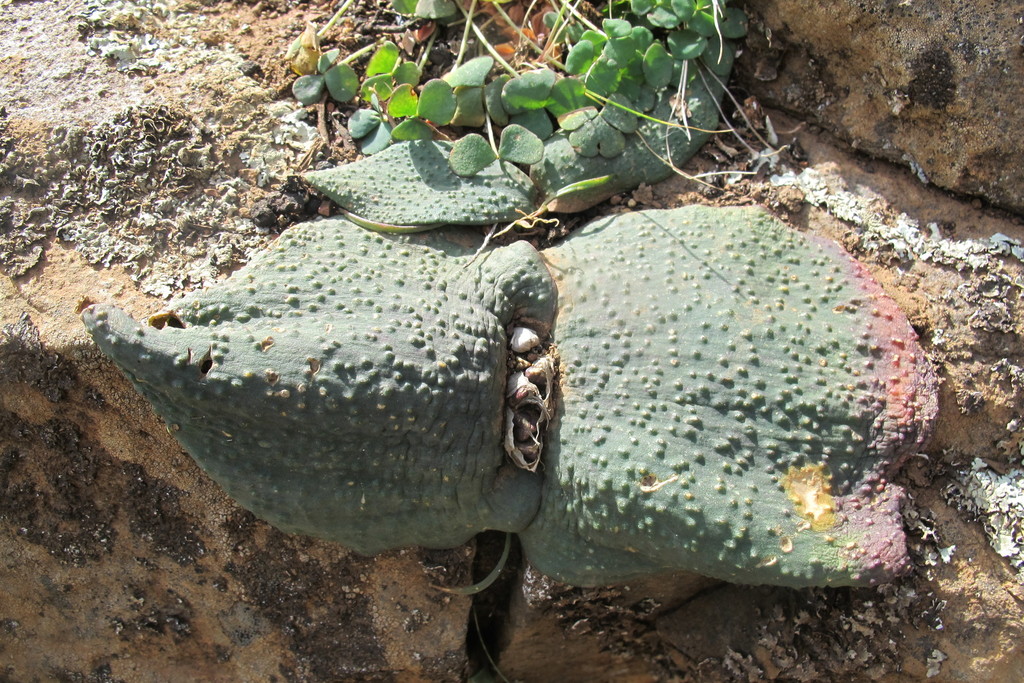 Massonia bakeriana, Hantamsberg