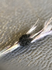 Claviceps pusilla