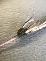 Claviceps pusilla
