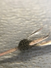 Claviceps pusilla