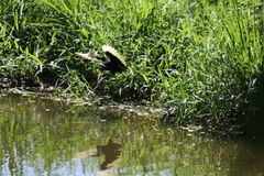 Jacana jacana hypomelaena