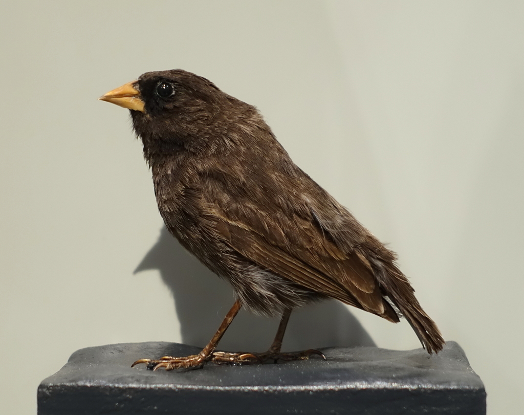 Sharp-Beaked Ground-Finch
