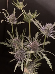 Eryngium hookeri