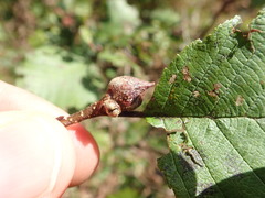 Dasineura serrulatae