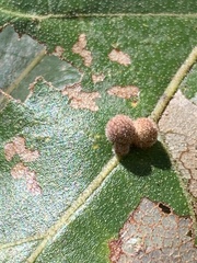 Atrusca carolina