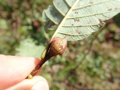Dasineura serrulatae