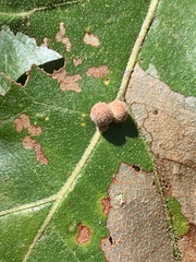 Atrusca carolina