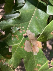 Atrusca carolina