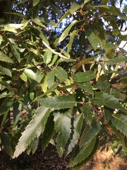 Quercus libani