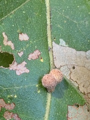 Atrusca carolina