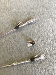Claviceps pusilla