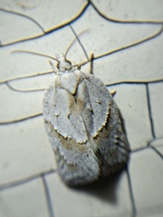 Acleris logiana