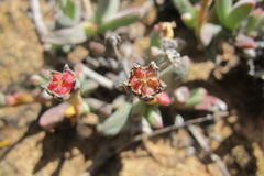 Antimima klaverensis