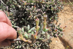 Antimima klaverensis