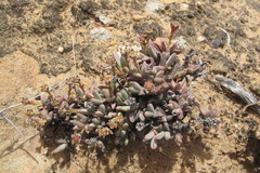 Antimima klaverensis