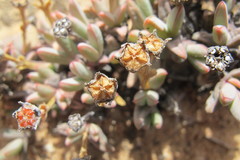 Antimima klaverensis