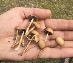 Hypholoma ericaeum