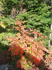 Acer rubrum image