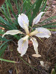 Iris fernaldii